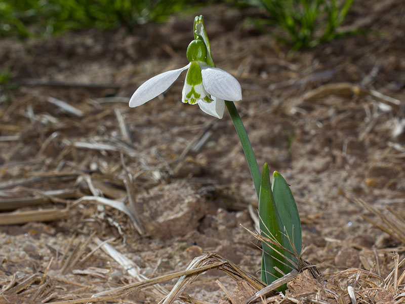 mp_galanthus_elw_2021_02.jpg