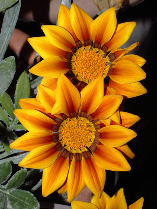 mp_gazania_2013_03.jpg