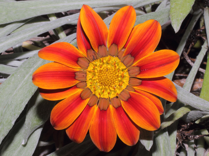 mp_gazania_2013_06.jpg