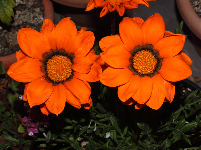 mp_gazania_2014_03.jpg