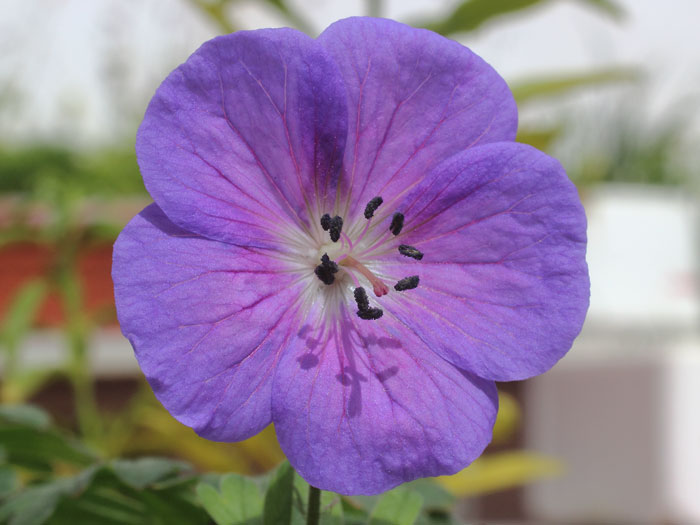 mp_geranium_him_2015_01.jpg