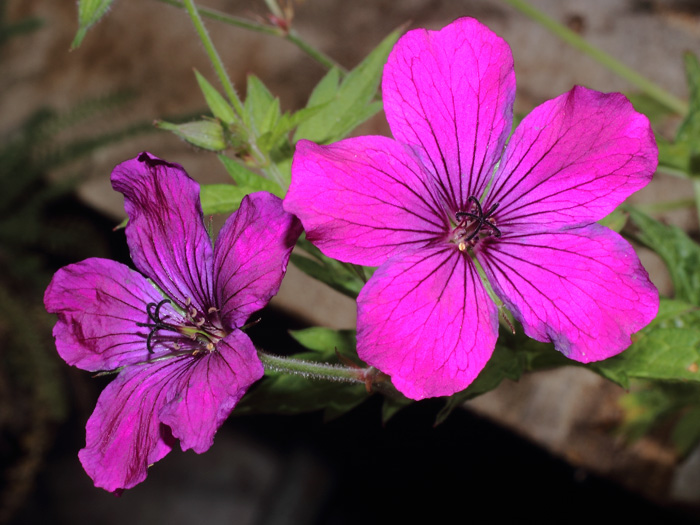 mp_geranium_san_2014_02.jpg