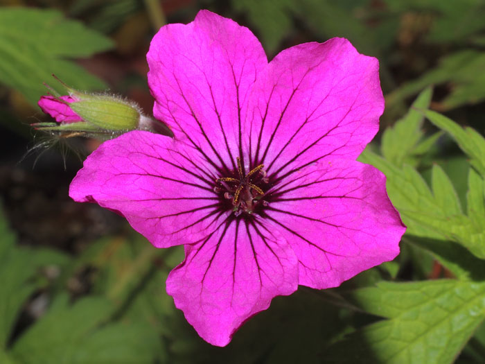 mp_geranium_san_2015_01.jpg