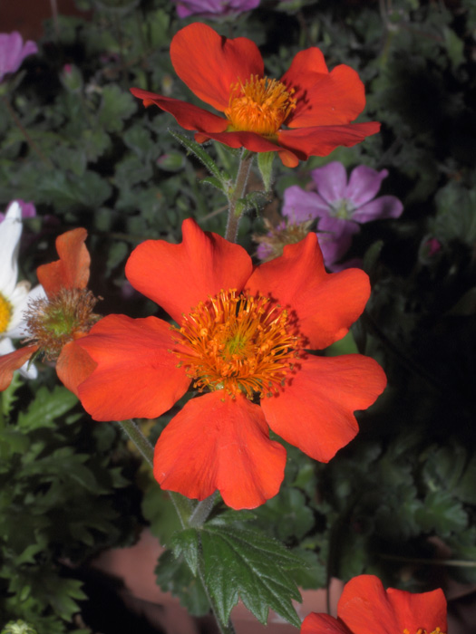 mp_geum_2014_02.jpg