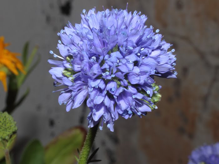 mp_gilia_cap_2016_01.jpg
