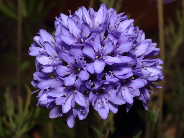 mp_gilia_cap_2017_01.jpg