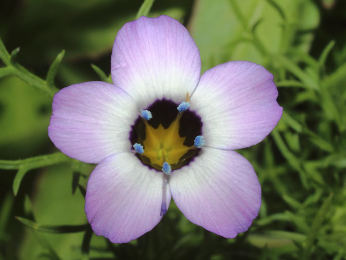 mp_gilia_tri_2016_01.jpg