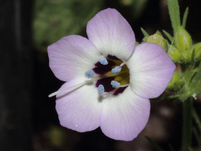 mp_gilia_tricolor_2013_02.jpg