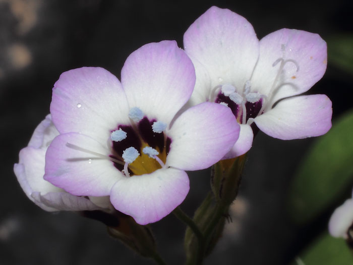 mp_gilia_tricolor_2013_03.jpg