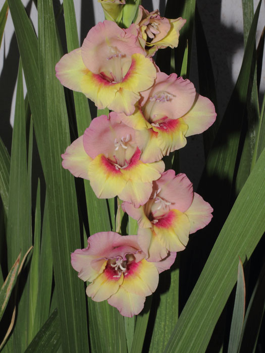 mp_gladxnanus_2013_01.jpg