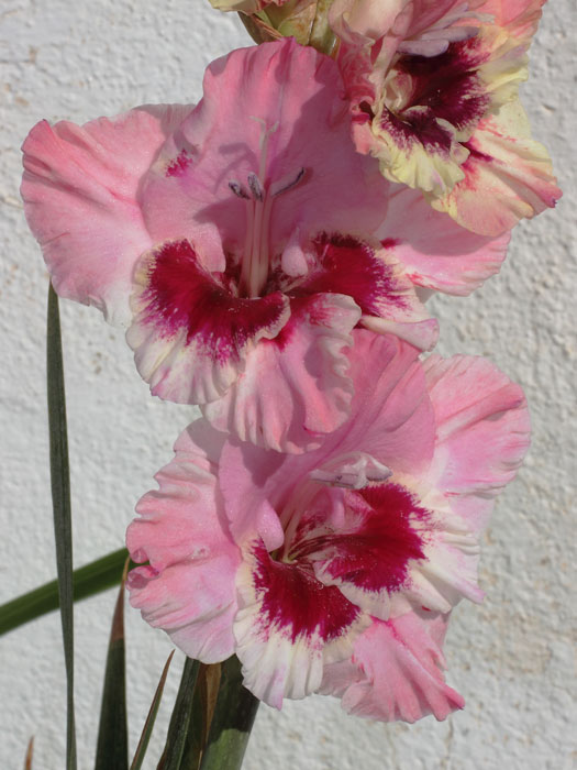 mp_gladxnanus_2013_03.jpg