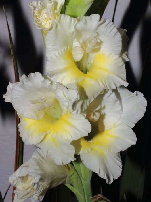 mp_gladxnanus_2013_05.jpg