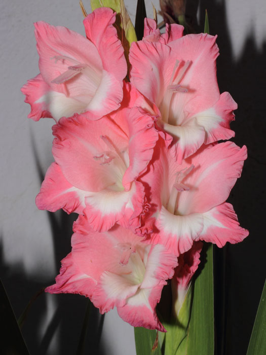 mp_gladxnanus_2013_06.jpg