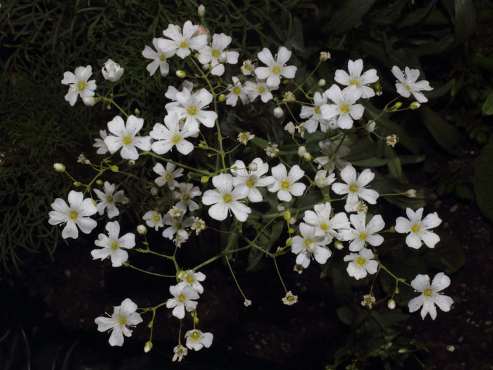 mp_gypsophila_elegans_2013_03.jpg