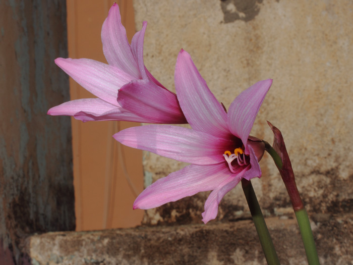 mp_habranthus_bra_2016_01.jpg