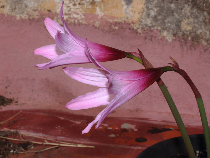 mp_habranthus_bra_2016_02.jpg