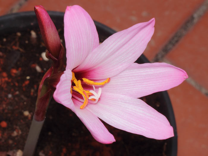 mp_habranthus_bra_2017_01.jpg