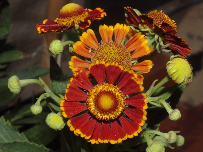 mp_helenium_aut_2016_02.jpg