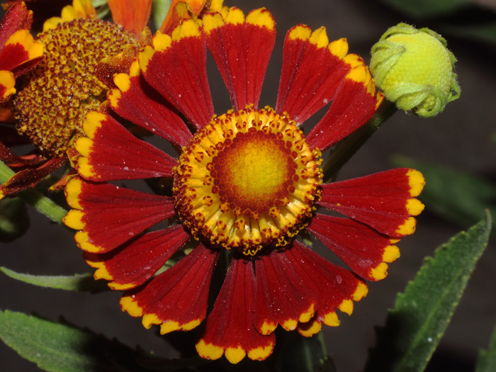 mp_helenium_aut_2016_03.jpg
