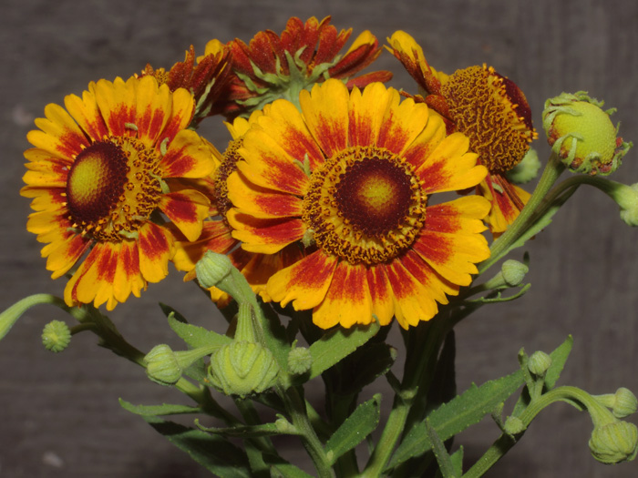 mp_helenium_aut_2016_04.jpg