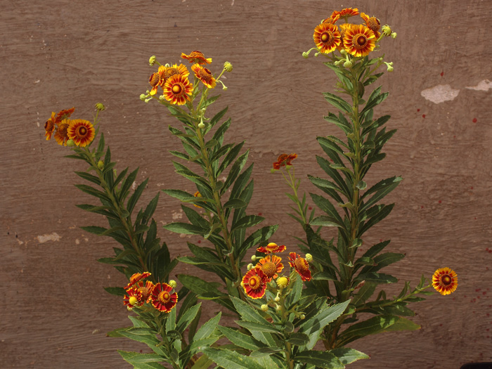 mp_helenium_aut_2016_05.jpg