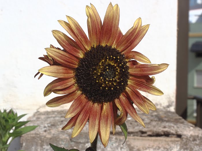 mp_helianthus_ann_2016_01.jpg