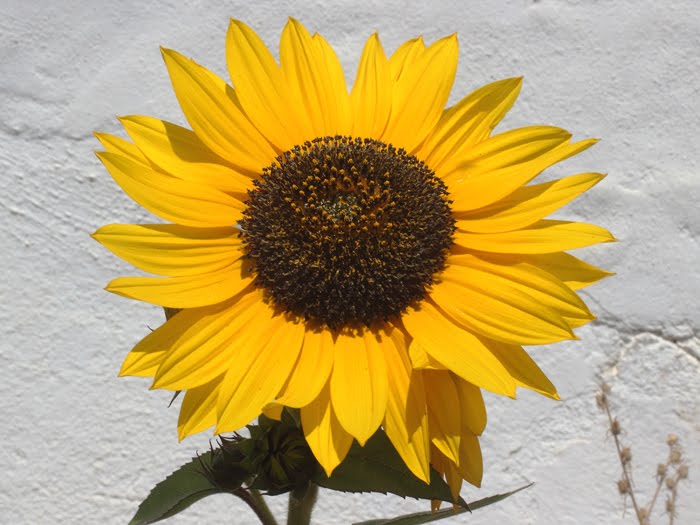 mp_helianthus_ann_2016_02.jpg