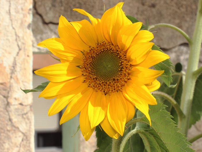 mp_helianthus_ann_2018_01.jpg