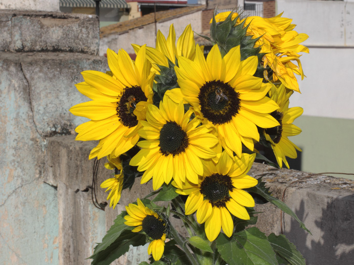 mp_helianthus_deb_2013_02.jpg