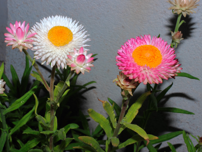 mp_helichrysum_bracteatum_2012_03b.jpg