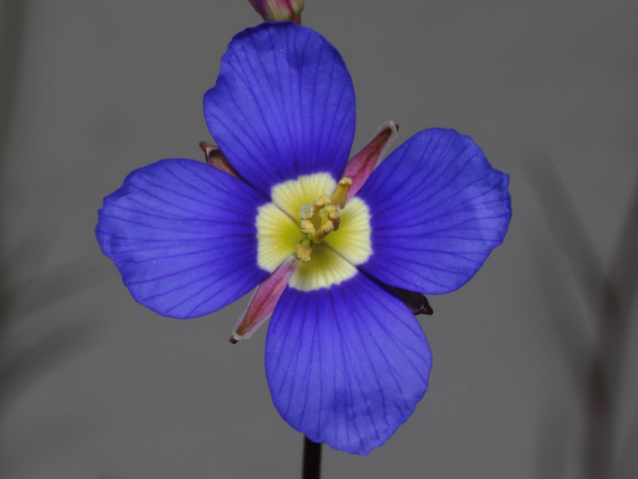 mp_heliophila_cor_2017_01.jpg