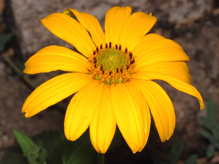 mp_heliopsis_hel_2017_01.jpg