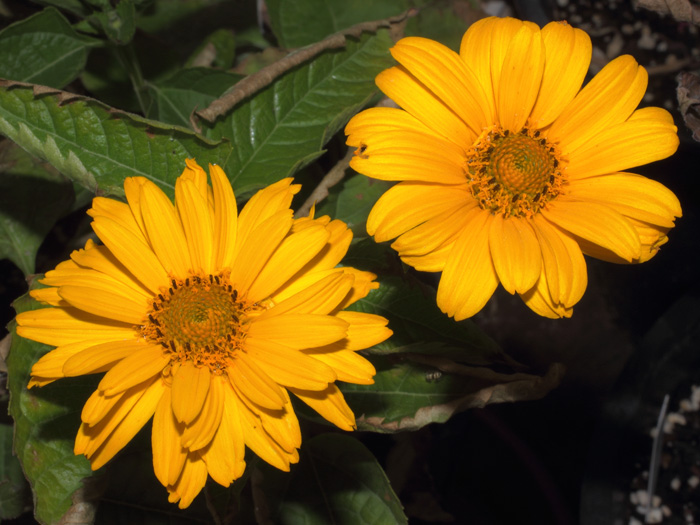 mp_heliopsis_sca_2014_01.jpg