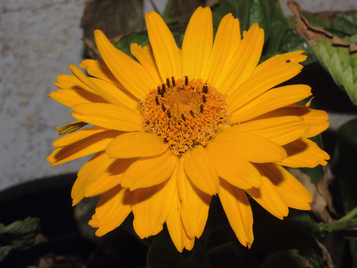 mp_heliopsis_sca_2014_02.jpg