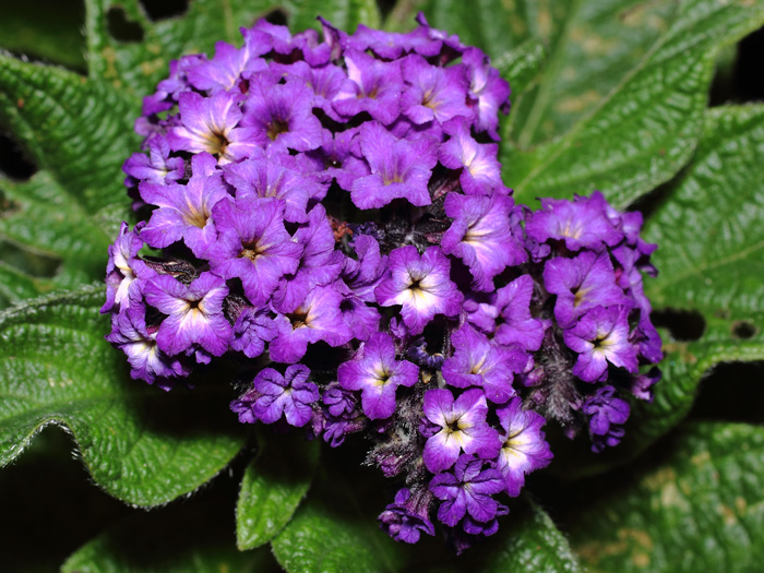 mp_heliotropium_adm_2017_01.jpg