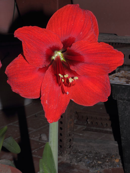 mp_hippeastrum_2013_01.jpg