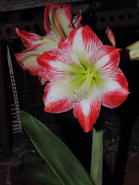 mp_hippeastrum_2013_03.jpg
