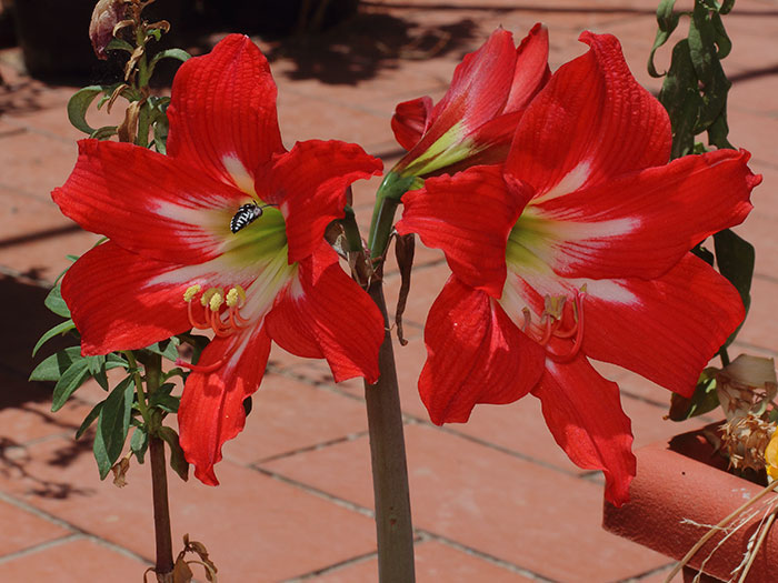 mp_hippeastrum_sva_2018_01.jpg