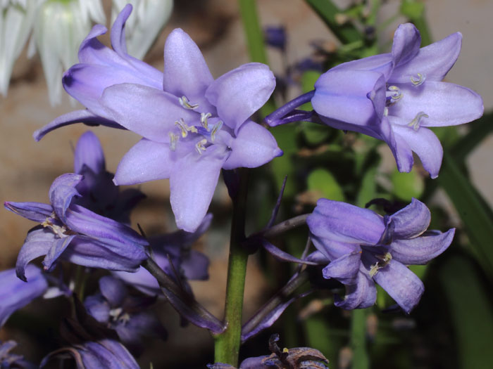 mp_hyacinthoides_his_2015_01.jpg