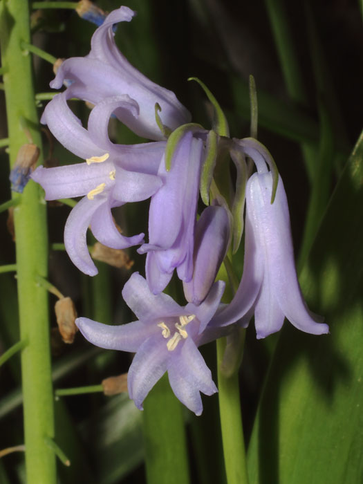 mp_hyacinthoides_non_2015_01.jpg
