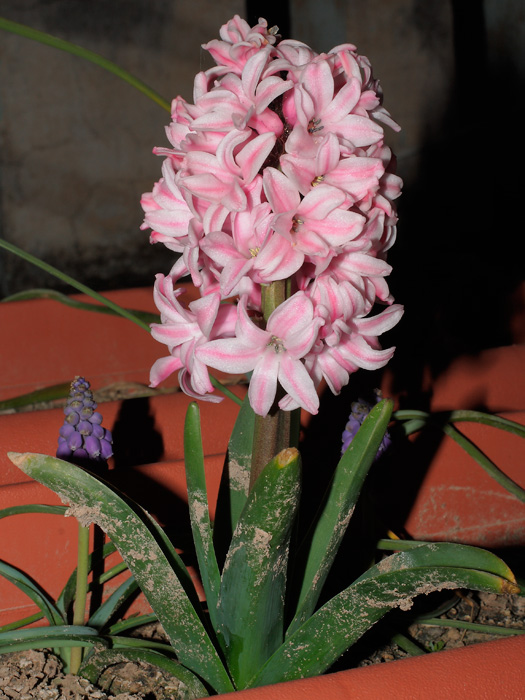 mp_hyacinthus_2012_01.jpg