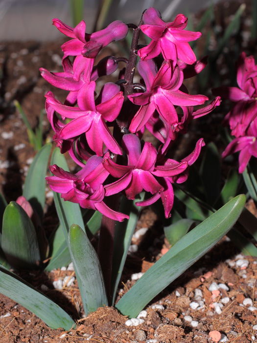 mp_hyacinthus_2013_01.jpg