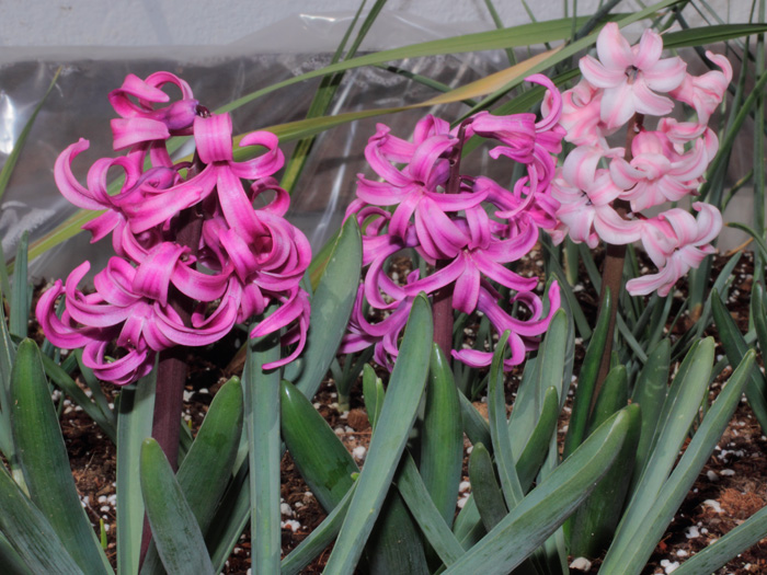 mp_hyacinthus_2013_02.jpg
