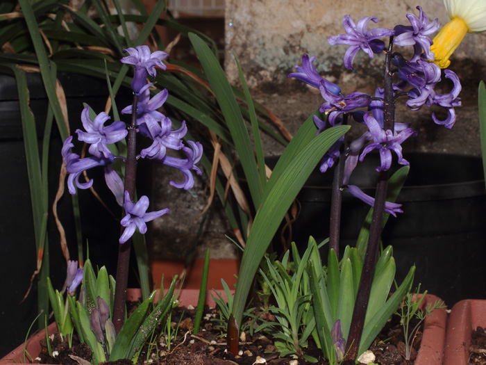 mp_hyacinthus_ana_2017_01.jpg