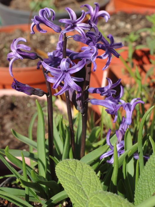 mp_hyacinthus_oan_2018_03.jpg