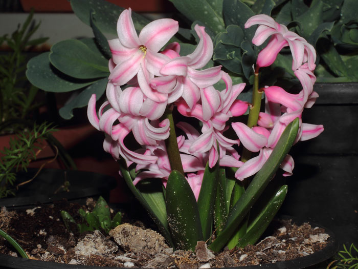 mp_hyacinthus_ori_2016_01.jpg