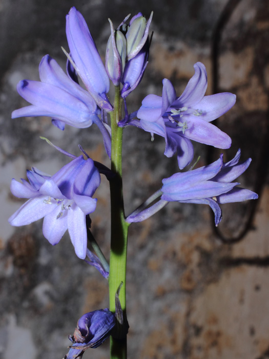 mp_hyacynthoides_his_2014_02.jpg