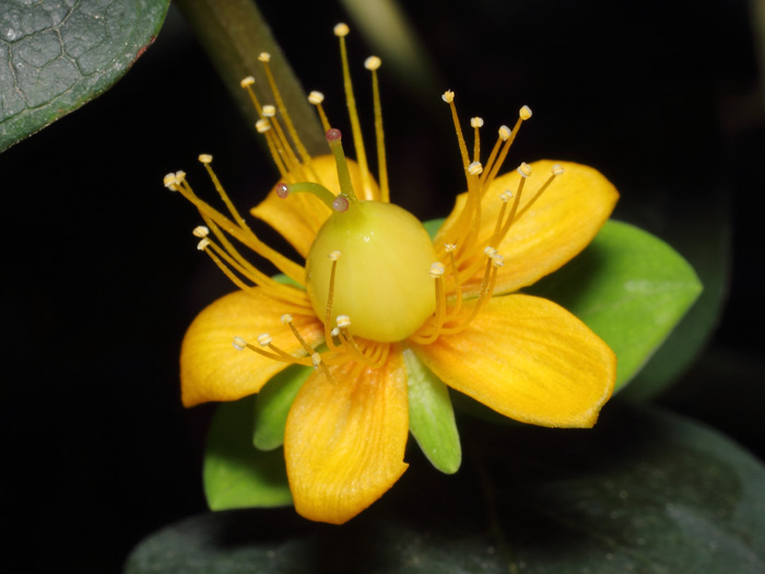 mp_hypericum_xin_2017_01.jpg