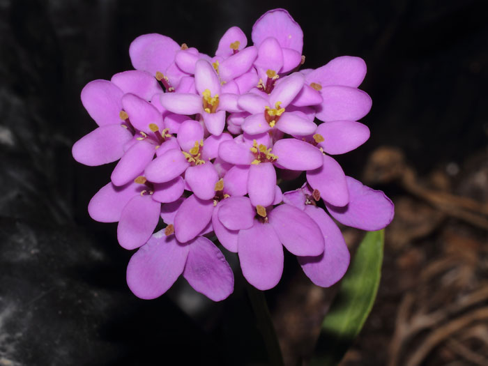 mp_iberis_umb_2013_01.jpg