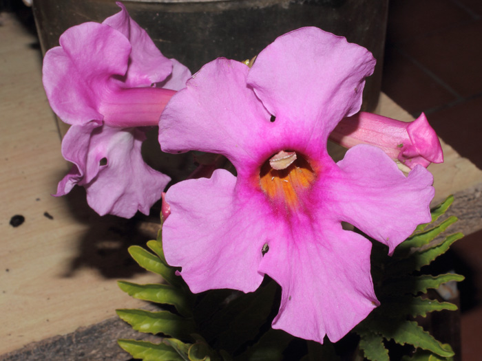 mp_incarvillea_2013_01.jpg